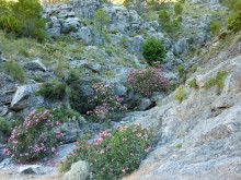 Sierra de Las Nieves cerca de Ronda