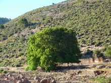 Sierra de Las Nieves cerca de Ronda