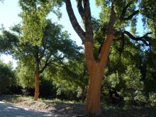 Sierra de Las Nieves cerca de Ronda