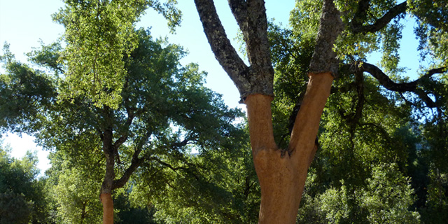 Sierra de las Nieves, Cerca de Ronda