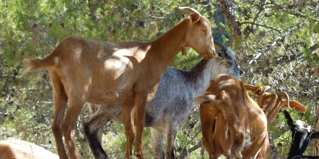 Sierra de las Nieves, Cerca de Ronda
